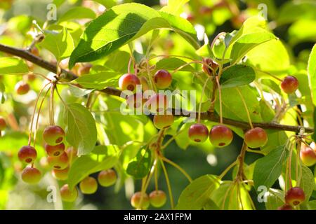 Malus hupehensis. Frutti di mela di granchio di Hupeh in un giardino d'autunno. REGNO UNITO Foto Stock