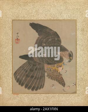 Album di Hawks e Calligraphy, 17th-18th secolo. Foto Stock