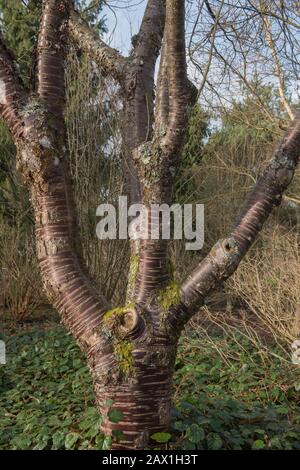 Bark invernale sulla Trunk di un albero ciliegio ibrido (Prunus serrula x serrulata) in un Giardino Woodland nel Devon rurale, Inghilterra, Regno Unito Foto Stock