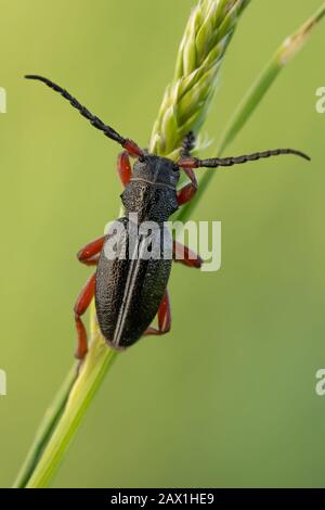 Un coleottero di longicorn vivente a terra Dorcadion pedestre nella Repubblica Ceca Foto Stock