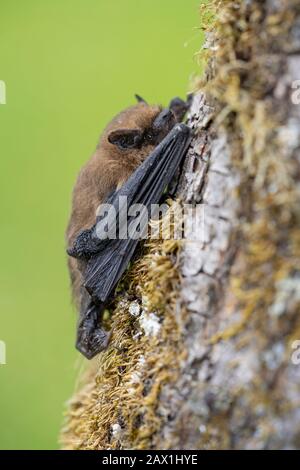 Pipistrellus pipistrellus pipistrellus comune sull'albero nella Repubblica Ceca Foto Stock