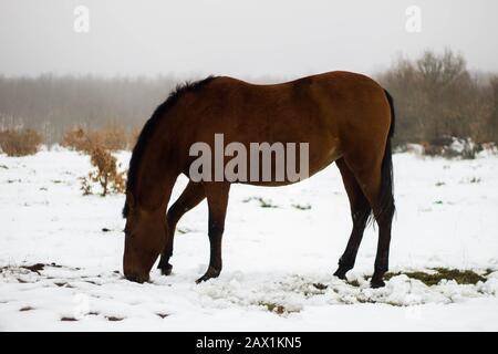 cavallo marrone mangiare nella neve Foto Stock