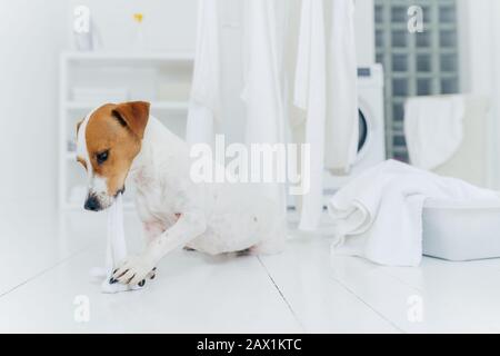 Colpo orizzontale di jack rusell terrier morde lino bianco mentre l'ospite è assente, ha molto lavoro in lavanderia, andando essere punito, bacinella bianca con rimorchio Foto Stock