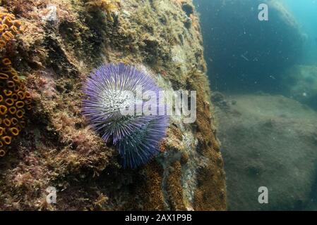 Un urchin di Mare Verde (Lytechinus variegatus) da Ilhabela, costa del Brasile se Foto Stock