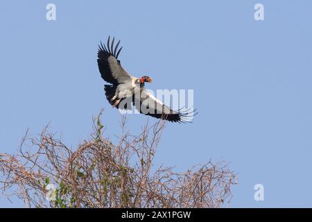 Un re Vulture (Sarcohamphus papa) decollando, da Nord Pantanal, Brasile Foto Stock
