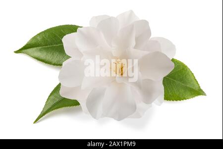 Camelia fiore con foglie isolato su bianco Foto Stock