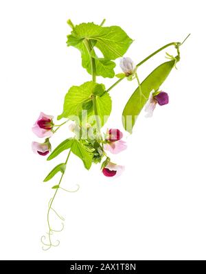 Pianta di piselli isolata su sfondo bianco Foto Stock