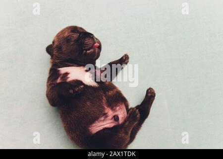 Cucciolo di corride francese che dorme sulle ginocchia bambino Foto Stock