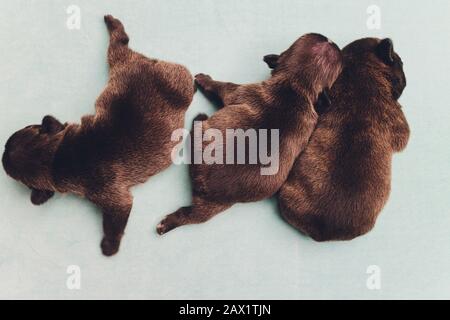 Cucciolo di corride francese che dorme sulle ginocchia bambino Foto Stock