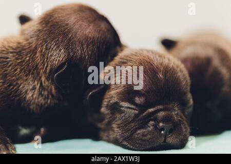 Cucciolo di corride francese che dorme sulle ginocchia bambino Foto Stock