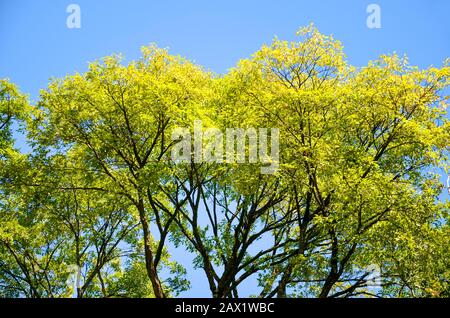 Rami di albero con fogliame di primavera brillante fotografato contro il cielo blu. Foglie verdi e gialle, sole splendente sull'albero. Concetto di molla. Foto Stock