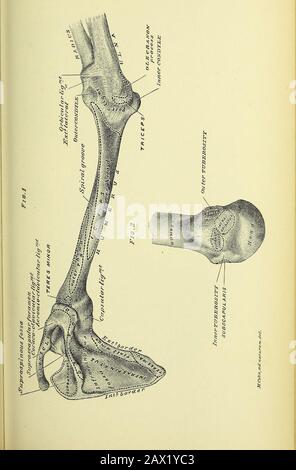 Anatomia umana pratica [risorsa elettronica] : una guida di lavoro per gli studenti di medicina e un pronto riferimento per chirurghi e medici . PIASTRA 158. Foto Stock