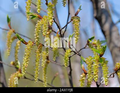 Fiori maschili del luppolo in faggio, Ostrya carpinifolia Foto Stock