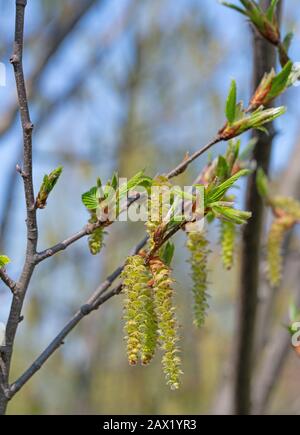 Fiori maschili del luppolo in faggio, Ostrya carpinifolia Foto Stock