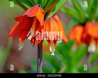 Fioritura corona imperiale, Fritillaria imperialis, in primavera Foto Stock