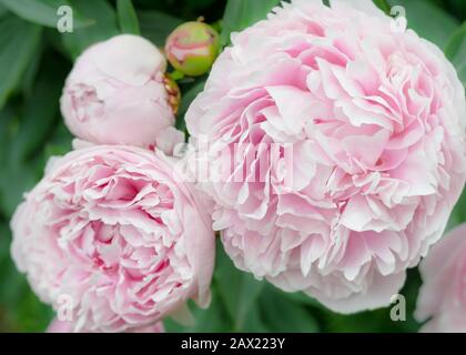 Soffici peonie rosa che crescono nel giardino della casa. Foto Stock