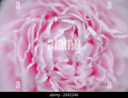 Peony fotografato con lenti speciali per produrre bokeh cremoso morbido e una profondità di campo poco profonda. Foto Stock