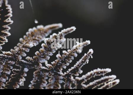 Dettaglio di signora fern fronds smerigliati Foto Stock