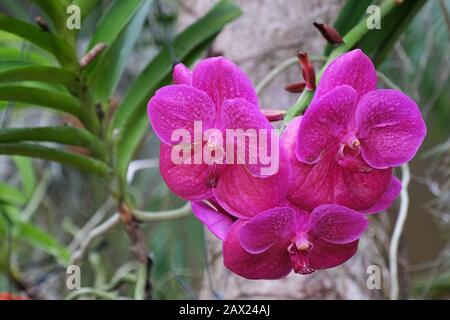 Rosa/malva Vanda orchidea contro foglie verdi e tronco d'albero Foto Stock