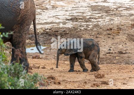 Fango spattered vitello africano elefante seguendo la sua madre durante un'ondata di calore nel Parco Nazionale Addo Elephant, Capo Orientale, Sud Africa Foto Stock