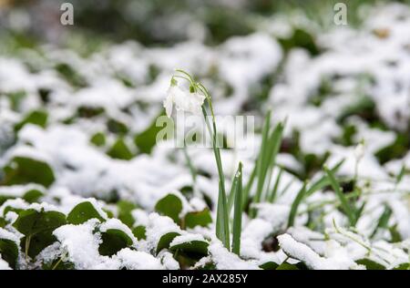 Innevamento coperto di neve al Colwick Country Park, Nottingham Inghilterra UK Foto Stock