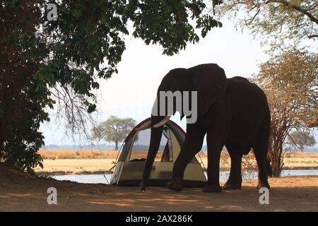 Elefanti dello Zimbabwe, fauna selvatica nella valle di Zambesi Foto Stock