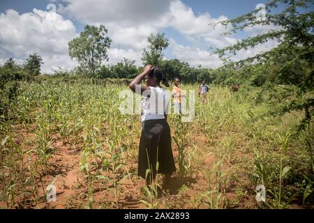 Nairobi, Kenya. 4th Feb, 2020. Loyce Mwendia, 25, si trova in un campo di sorgo dove si dice locuste alimentato per due days.Kenya sta vivendo la peggiore epidemia di locuste nel deserto in 70 anni. Le locuste hanno raggiunto anche la Somalia, il Sudan, l'Uganda, l'Eritrea e l'Etiopia. Credit: Sally Hayden/Sopa Images/Zuma Wire/Alamy Live News Foto Stock