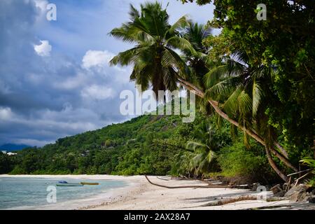 Seychelles Isola Mahe - Baie Lazare spiaggia, palme. Foto Stock