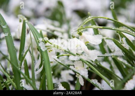 Innevamento coperto di neve al Colwick Country Park, Nottingham Inghilterra UK Foto Stock