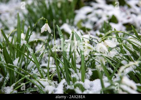 Innevamento coperto di neve al Colwick Country Park, Nottingham Inghilterra UK Foto Stock