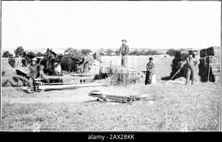 Il libro di erba medica; storia, coltivazione e meritsIts usa come foraggio e fertilizzante . Taglio Di Alfalfa Nella California Del Sud. Baling Alfalfa nel sud dell'Oklahoma 4 UN Rick da 400 tonnellate di Alfalfa nella contea di Malheur, nel sud-est dell'Oregon, Dimensions, 400x30x26 piedi Foto Stock