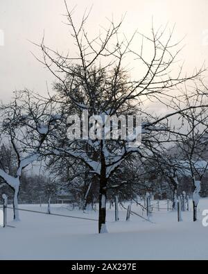 Alberi innevati con foreste e recinzioni nel paesaggio rurale invernale nella neve profonda, Austria Foto Stock