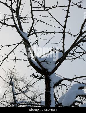 Alberi innevati con foreste e recinzioni nel paesaggio rurale invernale nella neve profonda, Austria Foto Stock