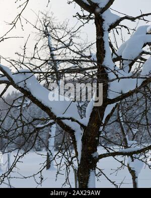 Alberi innevati con foreste e recinzioni nel paesaggio rurale invernale nella neve profonda, Austria Foto Stock