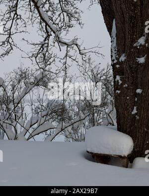 Alberi innevati con foreste e recinzioni nel paesaggio rurale invernale nella neve profonda, Austria Foto Stock