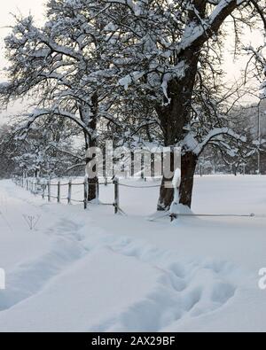 Alberi innevati con foreste e recinzioni nel paesaggio rurale invernale nella neve profonda, Austria Foto Stock