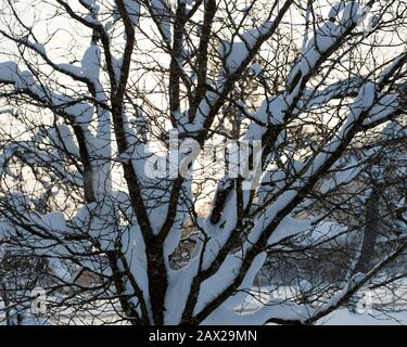 Alberi innevati con foreste e recinzioni nel paesaggio rurale invernale nella neve profonda, Austria Foto Stock