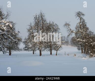 Alberi innevati con foreste e recinzioni nel paesaggio rurale invernale nella neve profonda, Austria Foto Stock