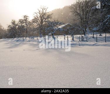 Alberi innevati con foreste e recinzioni nel paesaggio rurale invernale nella neve profonda, Austria Foto Stock