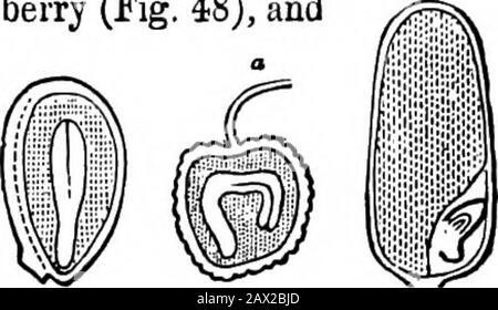 Gli elementi di botanica per principianti e per scuole . pectto l'albume del seme, quando questo è presente in qualsiasi quantità, l'embrione può essere Axile, che occupa l'asse o il centro, o per la maggior parte della sua lunghezza, come inViolet (Fig. 429), Baibeiry (Fig. 48), Andpine (Fig. 56); ed in questi è diritta, Ma può essere variamente curvata o coiledina l'albume, come in Helianthemo (Fig. 430), in un seme di patata (Fig. 50), o Cipolla-seme (Fig. 60), e Linden (Fig. 414); o forse avvolto intorno a 429 430 430 l'esterno dell'albume, parzialmente o in cerchio, come in Chickweed (Fig.431,432) e in Mira Foto Stock