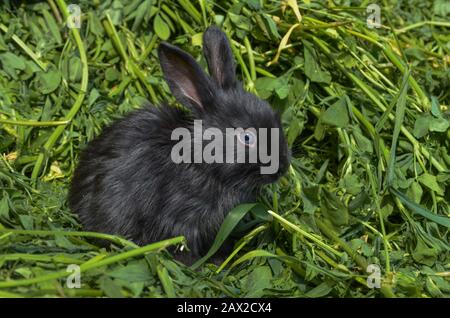 Coniglio nero perdere su. Giovane coniglietto carino con capelli soffici. Foto Stock