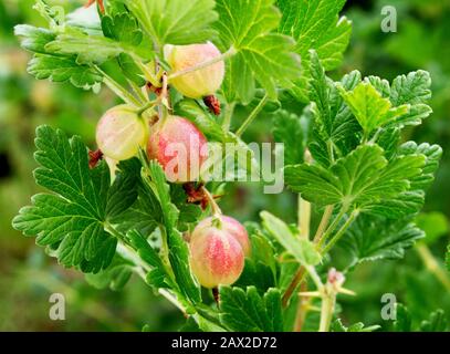 Ramificazione di gooseberries con frutta. Cespuglio di uva spina Ribes uva-crispa 'Invicta' crescere in un giardino russo. Gooseberries freschi su un ramo. Foto Stock