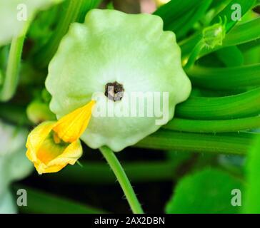 Pianta di zucca di Pattypan. Bottone Squash fiore. Midollo vegetale verde che cresce su Bush Foto Stock