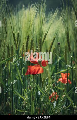 Fiori di papavero rosso e boccioli verdi tra i chiodi di grano Foto Stock