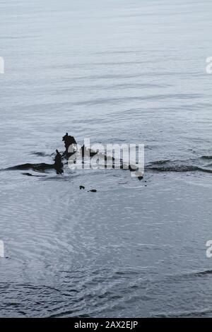 Vecchia barca di legno affondata nel mare Foto Stock