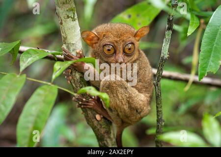 Philippine Tarsier, uno dei più piccoli primati, nel suo habitat naturale a Bohol, Filippine. Foto Stock