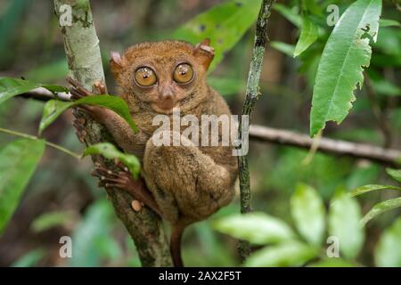 Philippine Tarsier, uno dei più piccoli primati, nel suo habitat naturale a Bohol, Filippine. Foto Stock