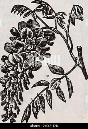 Catalogo descrittivo annuale di Schwill : semi, alberi e piante di alta classe .