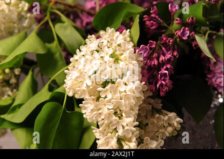 Closeup di bouquet bello di lillà viola e bianco. Fiori che riempiono l'intera cornice dell'immagine. Foto orizzontale. Foto Stock