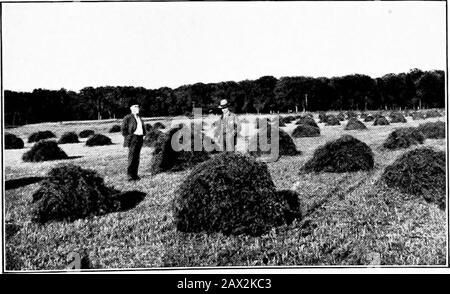 Il libro di erba medica; storia, coltivazione e meritsIts usa come foraggio e fertilizzante . Campo di erba medica nel centro di New York Che Mostra la crescita 22 agosto 1907, sette giorni dopo il terzo taglio. Quarto Taglio di Alfalfa a Shawnee County, Kansas Photo talven nel mese di settembre Foto Stock